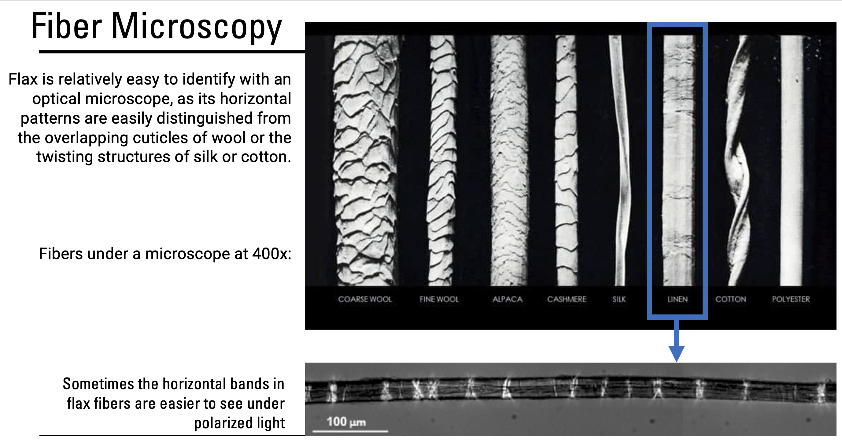 Fiber Microscopy Flax Omeka S